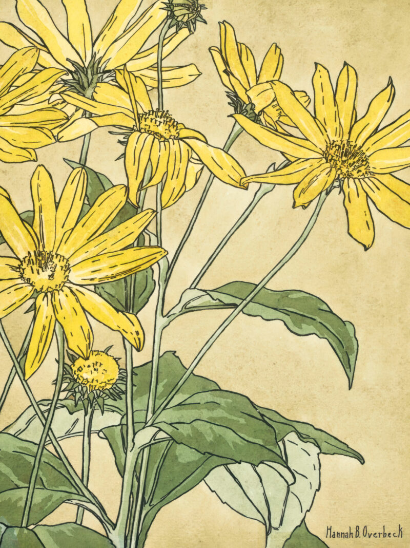 Hannah Borger Overbeck's 1915 "Sunflowers" print reproduction.